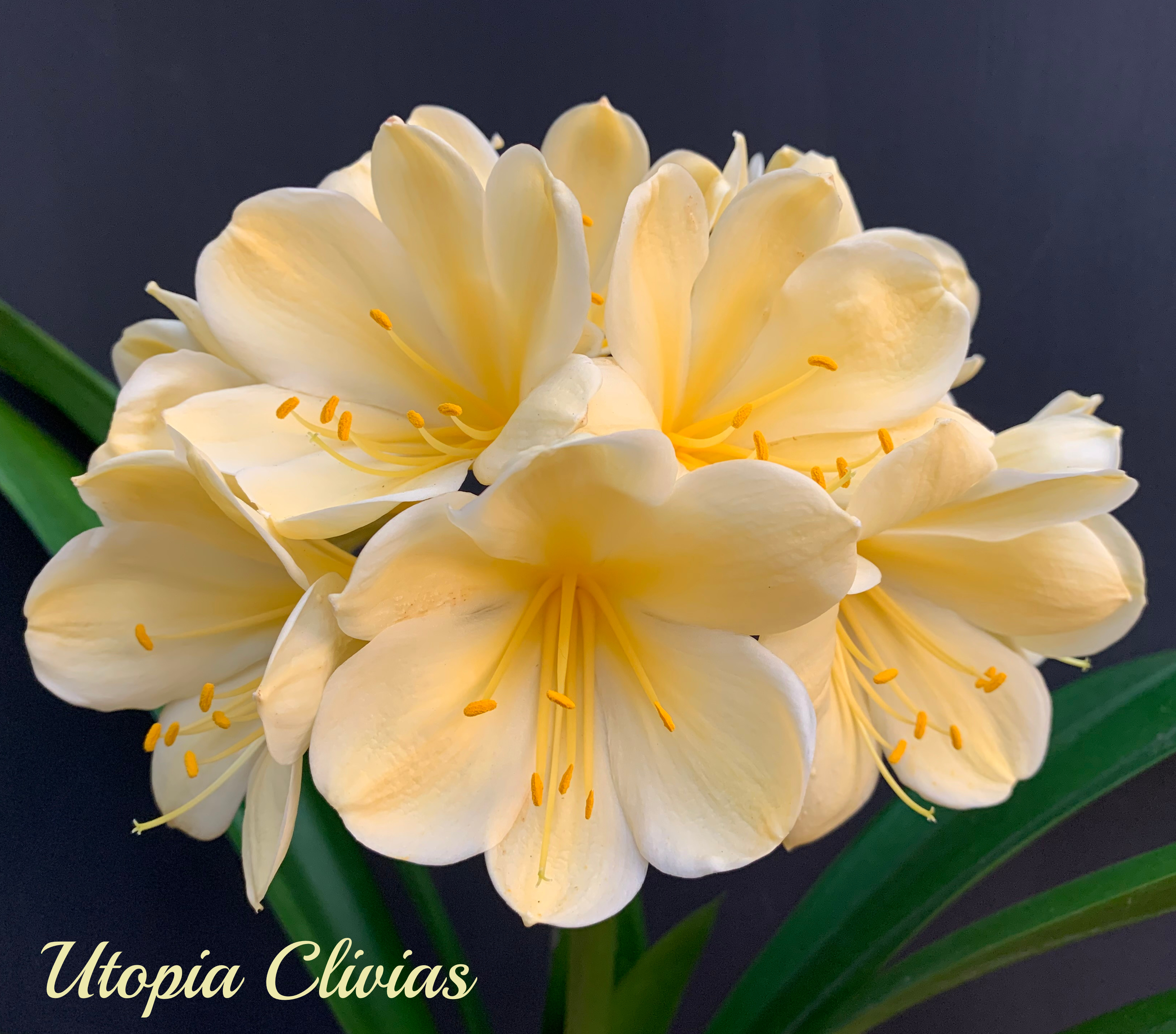 Utopia Clivias